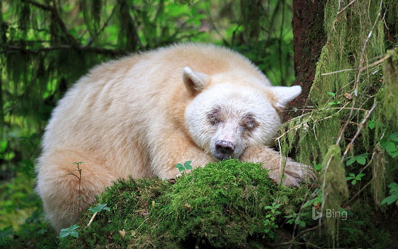 Columbia Kermode Bear 2018 Bing, HD wallpaper