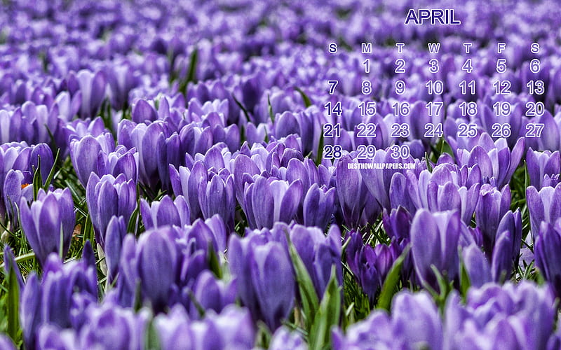 2019 April Calendar, purple wildflowers, crocuses, calendar for April 2019, purple spring flowers, 2019 concepts, calendars, HD wallpaper