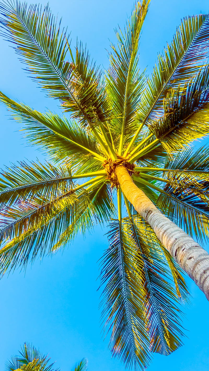 Sunrise in Florida palm tree sea beach sun usa clouds sky HD  wallpaper  Peakpx