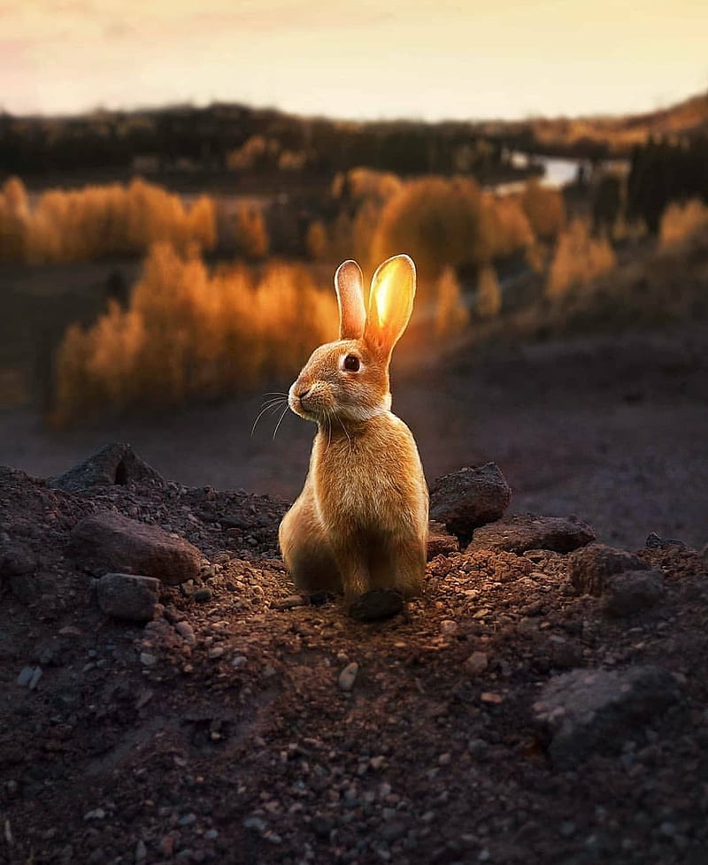 Rabbit, animal, HD phone wallpaper