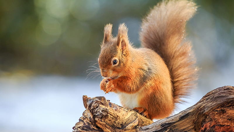 Brown White Fur Squirrel Is Standing On Tree Trunk In Blur Background Squirrel, HD wallpaper