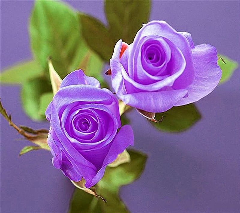 PurpleRoses, purple, roses, HD wallpaper
