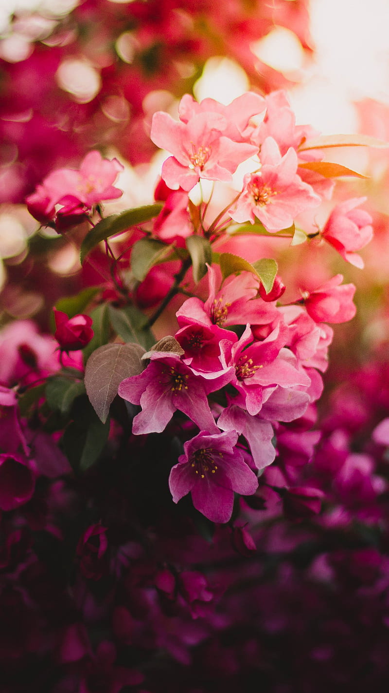 Pink Flowers , nature, tree, HD phone wallpaper