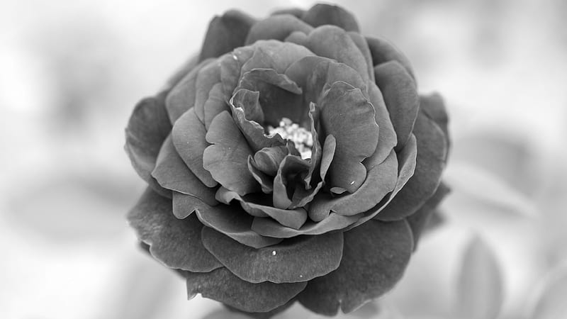 Rose, Black, Black and white , White, Rosaceae, 3840x2160 Bara, gris, Flowers, Rosales, Monochrome, Flower, HD wallpaper