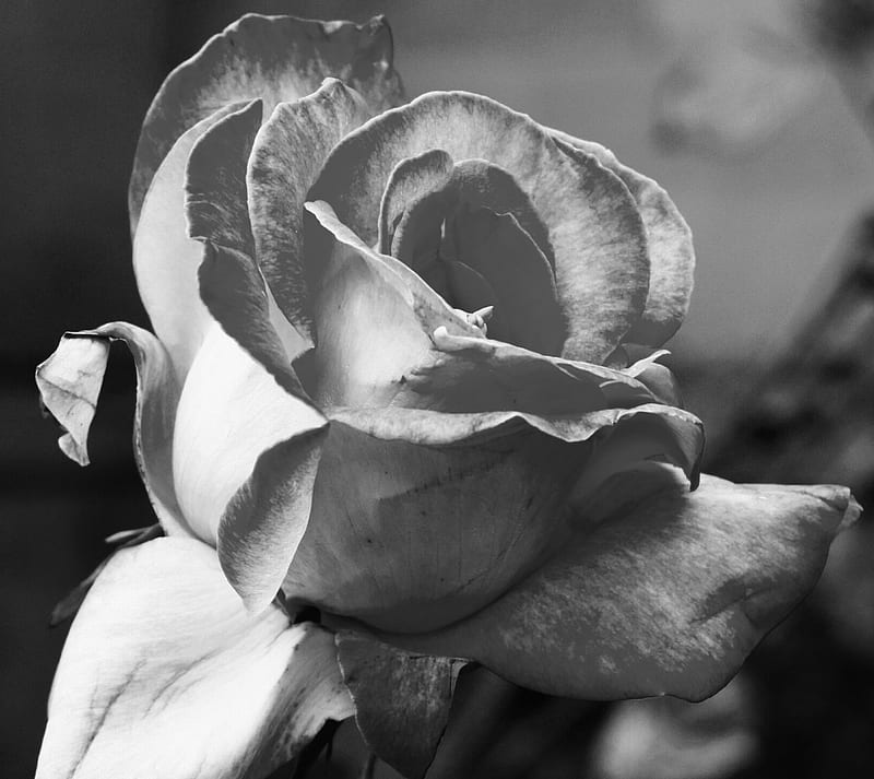 White Flower, blackandwhite, gris, nature, rose, HD wallpaper | Peakpx