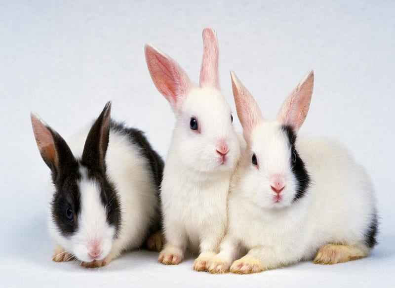 Rabbits, cute, rabbit, black, easter, white, animal, sweet, HD wallpaper