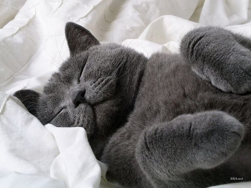Russian blue sleeping, russian blue, sleep, cat, kitten, animal, HD wallpaper
