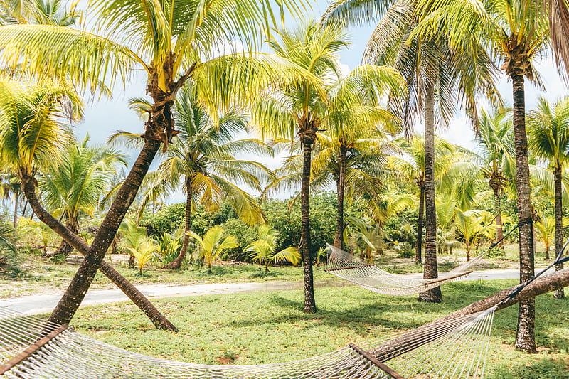 palm trees, hammocks, tropics, summer, bahamas, HD wallpaper