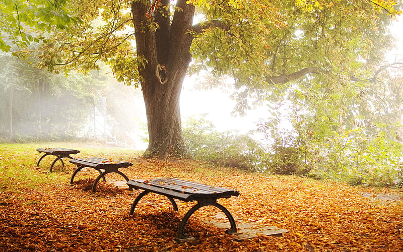 Ready for relaxing, rest, tree, relax, bench, nature, HD wallpaper | Peakpx