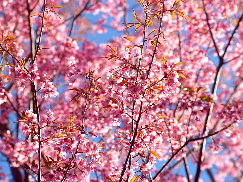 Pink Flowers Blossom Season Background , flowers, pink, nature, HD wallpaper