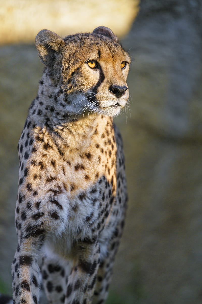 cheetah, glance, animal, predator, big cat, HD phone wallpaper