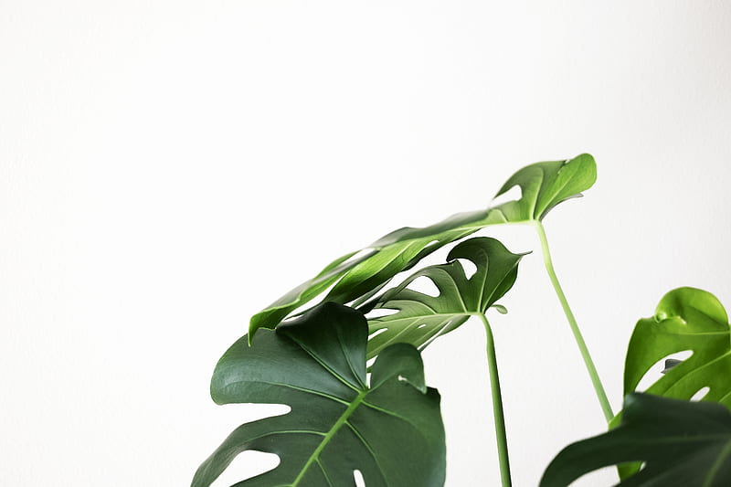 green leaf wallpaper with white background