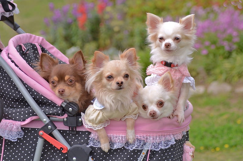 Four Chihuahua Puppies, trolley, puppies, animal, dog, HD wallpaper