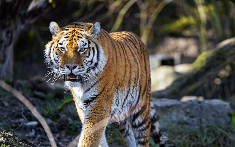 Tiger Predator Fangs Jungle 2020 High Quality, HD wallpaper