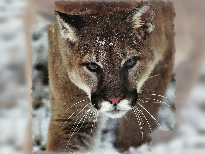 Mountian Lion 2 cougar, lon lauber, puma, animal, graphy, snow, lauber, wildlife, mountain lion, HD wallpaper