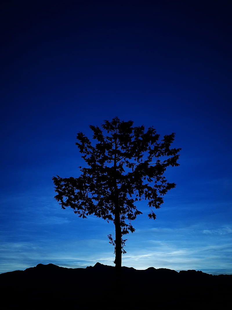 Blue Hour Tree, black, minimal, minimalism, morning, nature, night, HD  phone wallpaper | Peakpx
