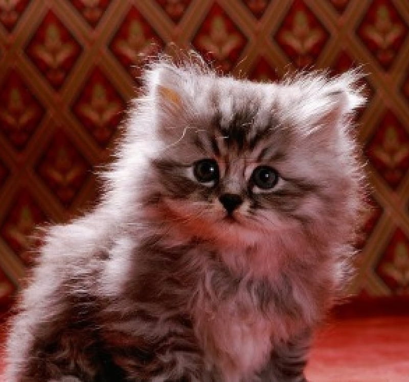 Silver tabby longhair kitten, tabby kitten, silver, cats, longhair, animals, HD wallpaper
