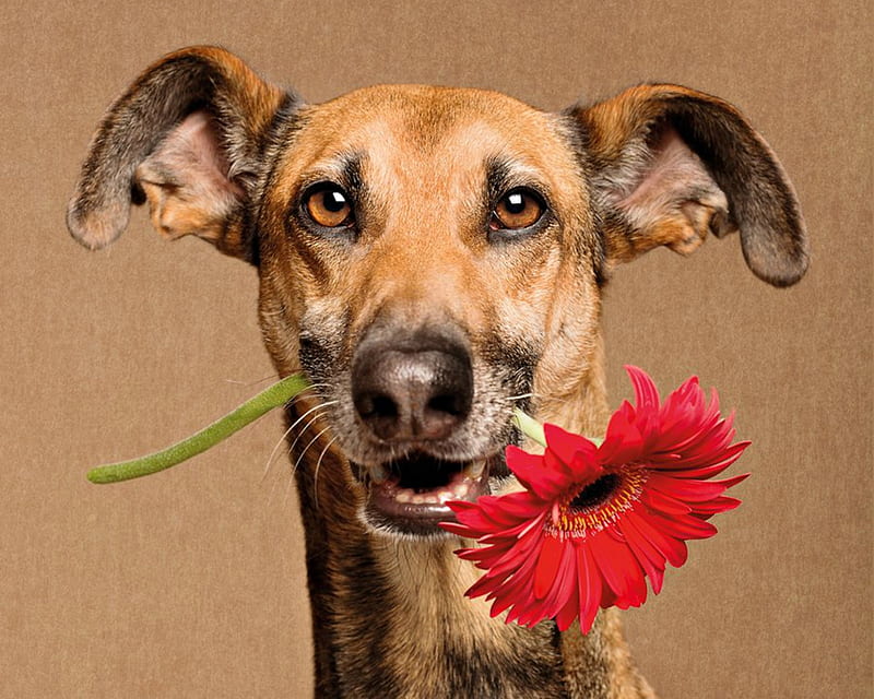 For you!, red, caine, animal, cute, flower, gerbera, funny, face, wieselblitz, elke vogelsang, dog, HD wallpaper