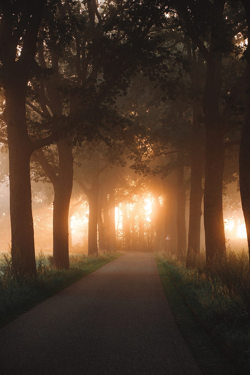 road, alley, trees, rays, light, HD phone wallpaper