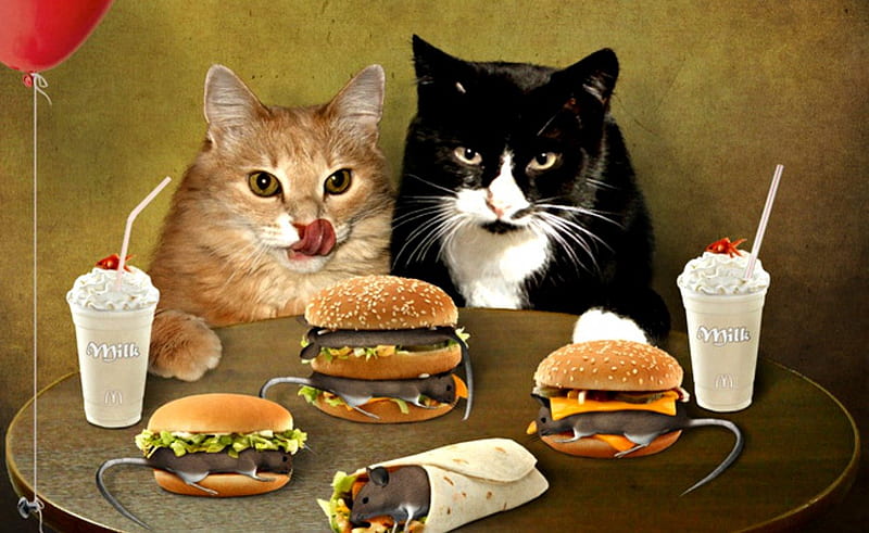 Burger snacks, cute, food, taco, funny, cat, shakes, animals, burger, HD  wallpaper | Peakpx