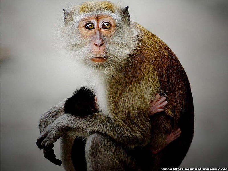 Cute Monkey Pose Standing Walk Cartoon Vector Icon Illustration Kawaii  Animal Icon Stock Illustration - Download Image Now - iStock