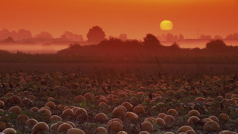sunrise on the pumpkin patch, farm, sunrise, field, pumpkins, HD wallpaper