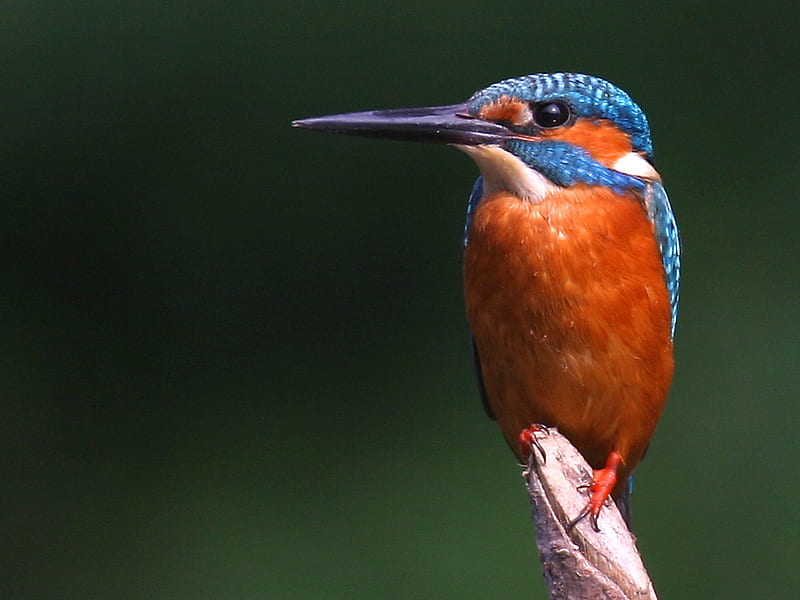Striking Kingfisher, bird, orange, large beak, white, branch, blue, HD wallpaper