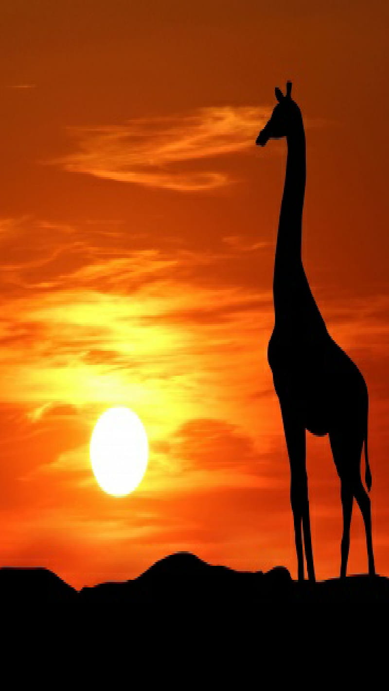 Watch Tower, giraffe, tall, silhouette, plains, sunset, red, orange, HD phone wallpaper