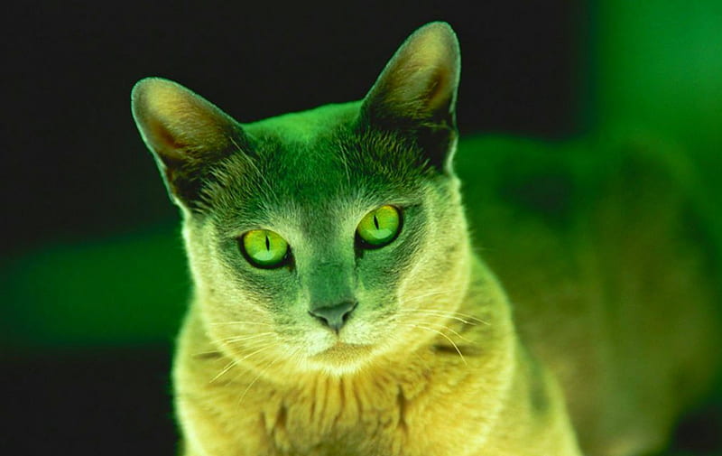 Green Cat, pet, look, cat, animals, HD wallpaper | Peakpx