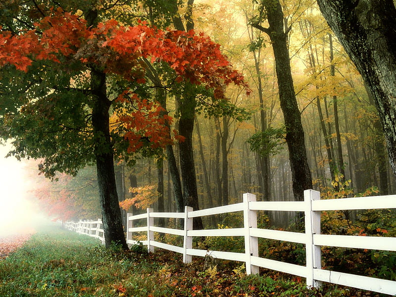 Foggy outlook, nature, fog, forest, fence, misty, white fence, HD wallpaper