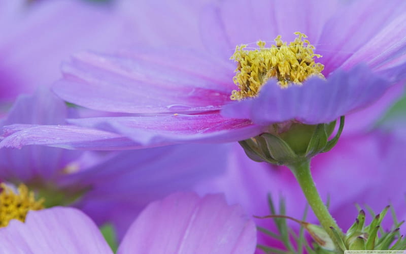 Close up of a purple Cosmos Flower, stems, yellow, center, green, purple, bunch, wild, flower, day, nature, petals, cosmos, field, HD wallpaper