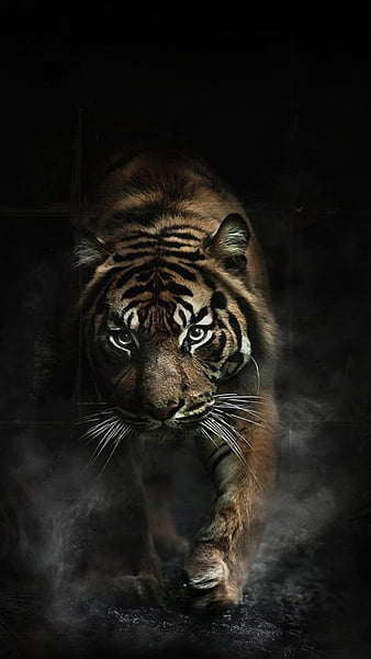 Tiger Phone Wallpapers  Top Free Tiger Phone Backgrounds  WallpaperAccess