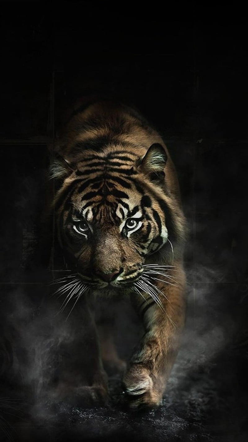 Angry Tiger, HD phone wallpaper | Peakpx
