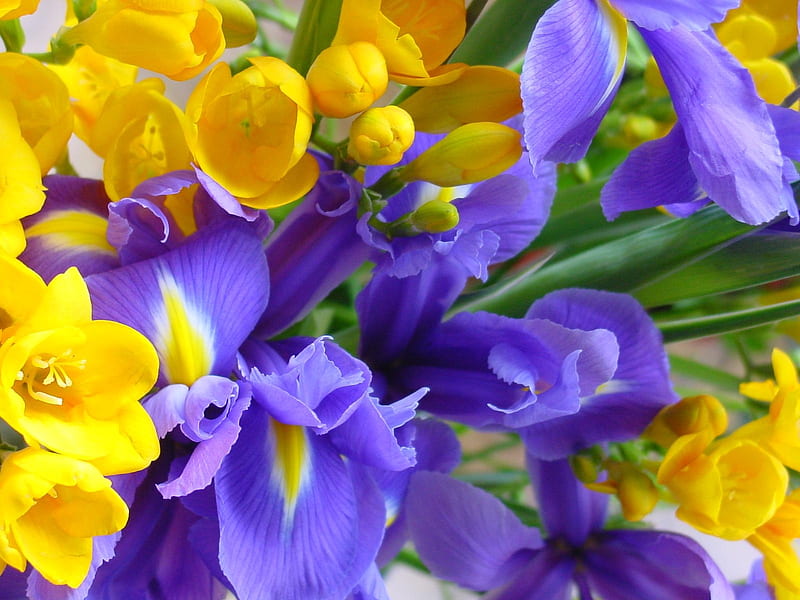 sias and irises, sia, purple, summer, flower, yellow, spring, primavara, iris, vara, HD wallpaper