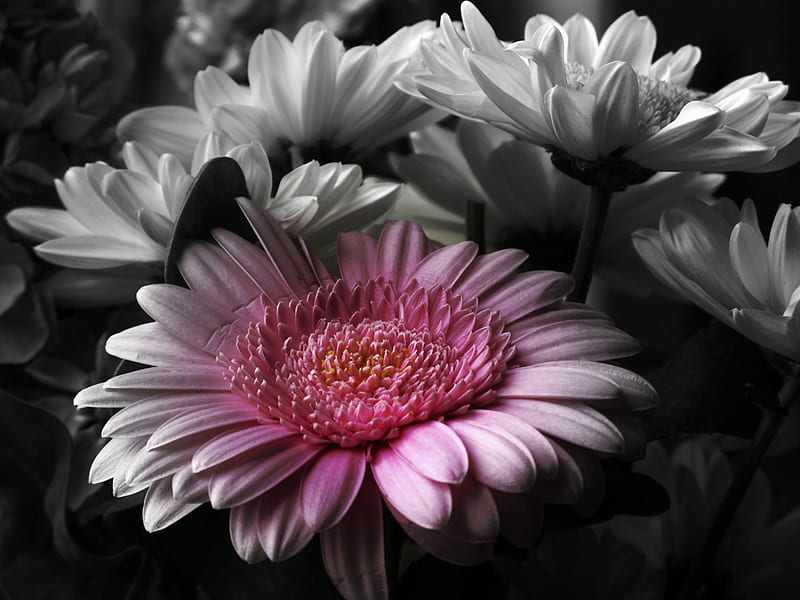A Touch of Pink, daisies, gris, bonito, petals, white, pink, HD wallpaper