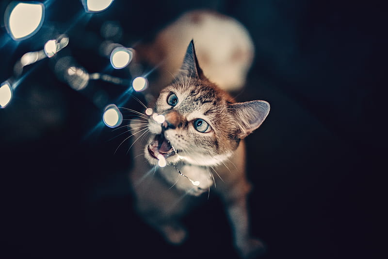cat, glare, bokeh, light, HD wallpaper