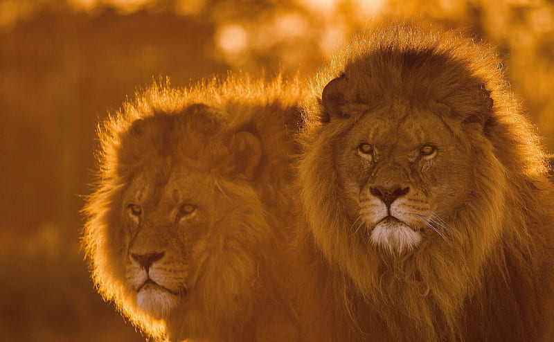 Lions, Animals, Wildlife Ultra, Animals, Wild, Lions, Animal, wildlife, HD wallpaper