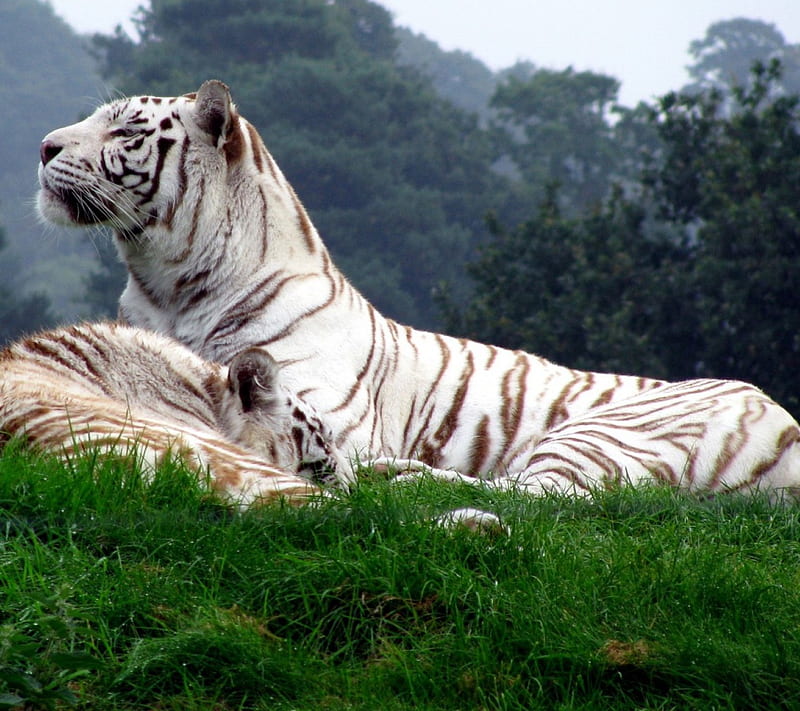 White tiger, leopard, rock, tiger, animal, leaves, profile, color, art,  female, HD wallpaper | Peakpx