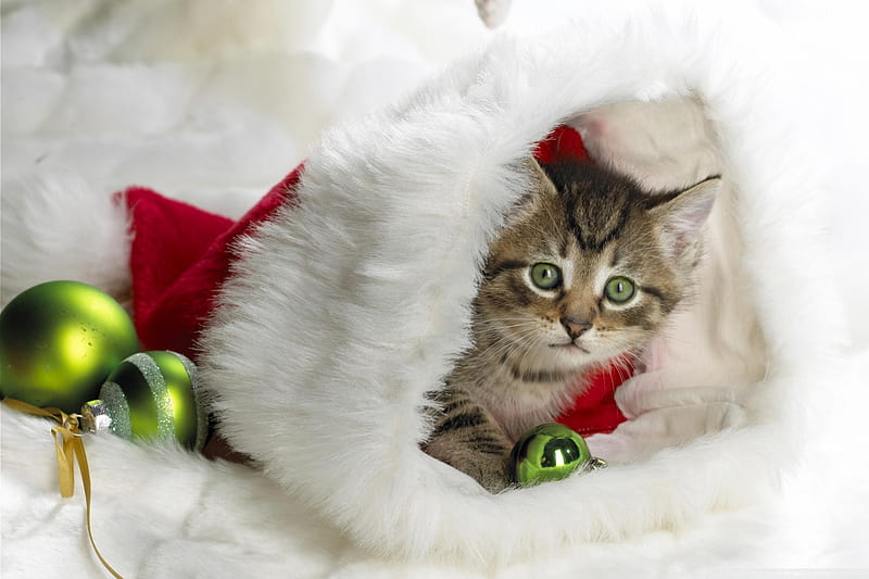 kitten in Santa\'s cap, red, hollydays, sweet, cute, santa, cap, kitten, white, beautiful green eyes, HD wallpaper