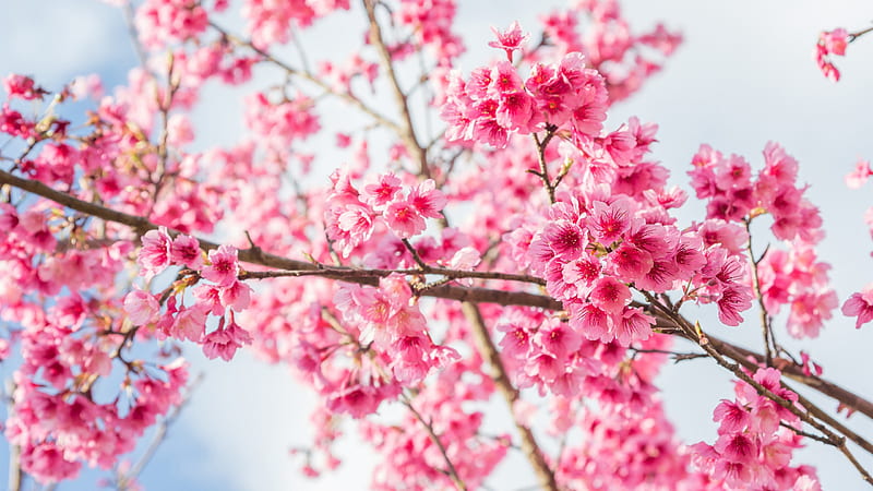 Pink Spring Sakura Flowers Cherry Blossom Tree Branches Sky Background Flowers, HD wallpaper