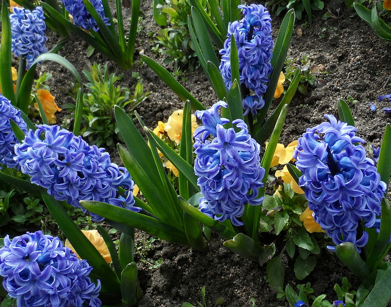 Violet & Yellow, soil, hyacinths, annuals, tubular flowers, looking down, bulb flowers, yellow, foliage, green, garden, flowers, violet, weeds, HD wallpaper