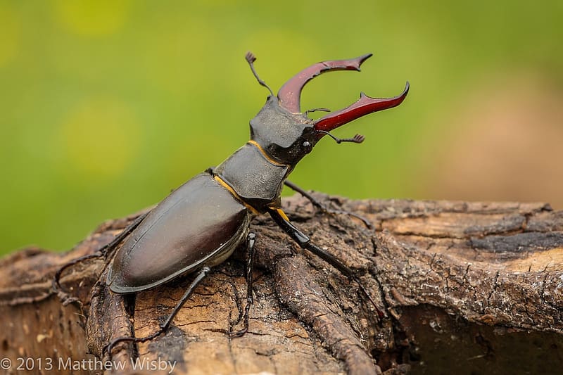 Beetle, entomology, animals, Insects, zoology, HD wallpaper