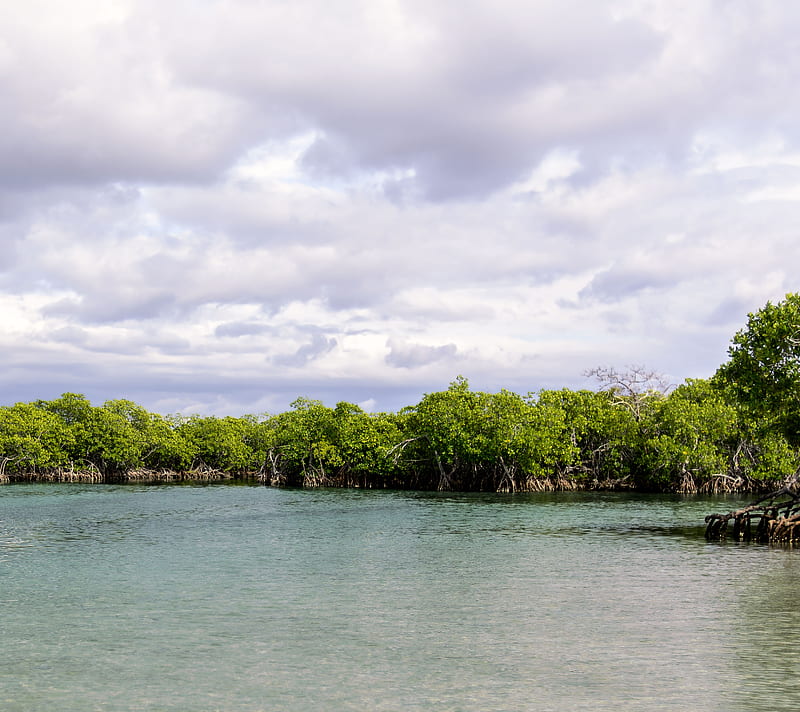 Mangrove, island, mangroves, ocean, sea, usa, water, HD wallpaper