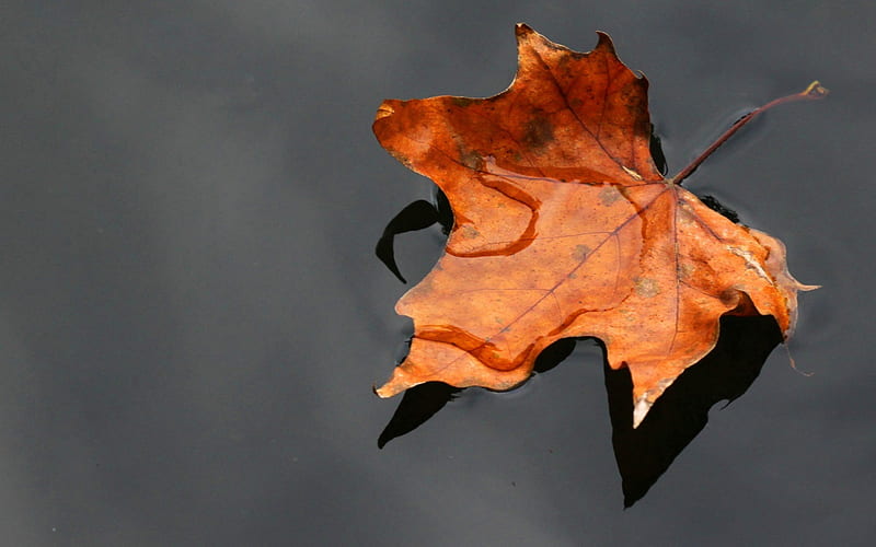 Sinking Slowly, autumn, slowly, sinking, nature, lake, leaf, HD wallpaper