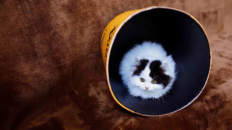 Cat In Bucket, cat, animals, cute, HD wallpaper