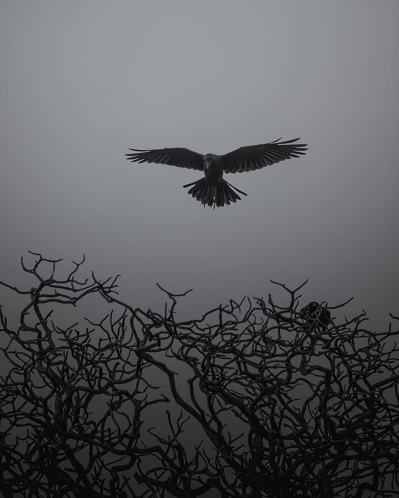 crow, branches, bw, bird, fly, HD phone wallpaper