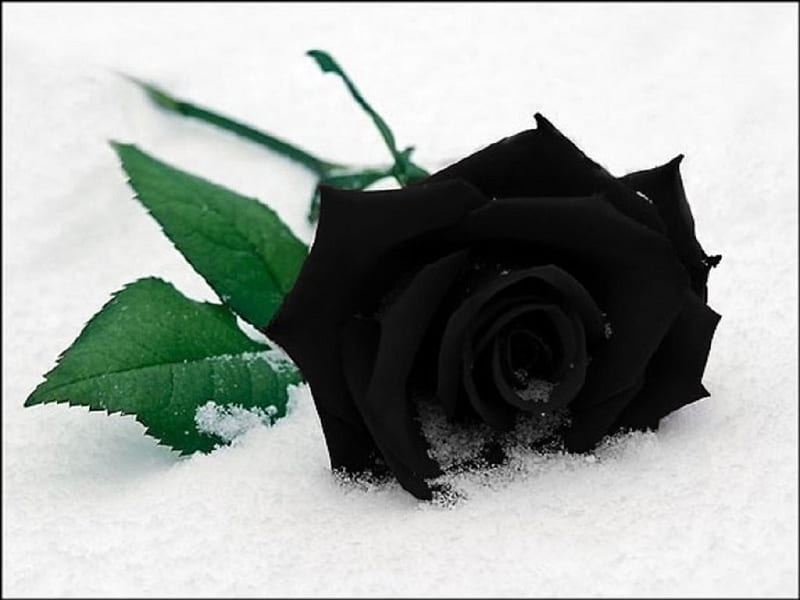 Rosa negra, rosa, negro, nieve, flor, Fondo de pantalla HD | Peakpx