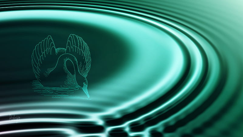pool-ripple-with-Swan-enlarge-for-effect, enlarge for effect, pool ripples, with Swan, pool, HD wallpaper