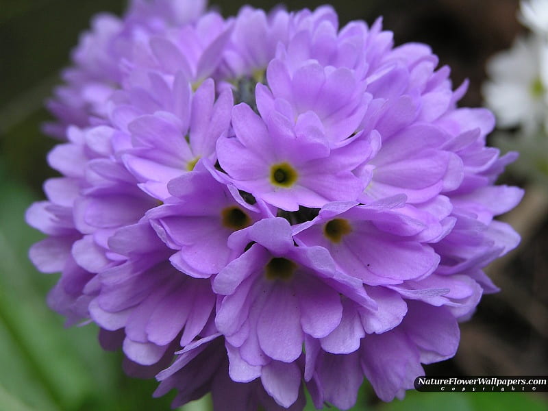 Flor morada, flor, jardín, naturaleza, al aire libre, Fondo de pantalla HD  | Peakpx