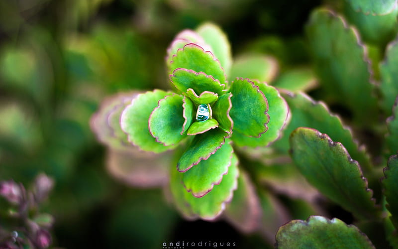Enchanting Nature Green Plant Leaf, HD wallpaper
